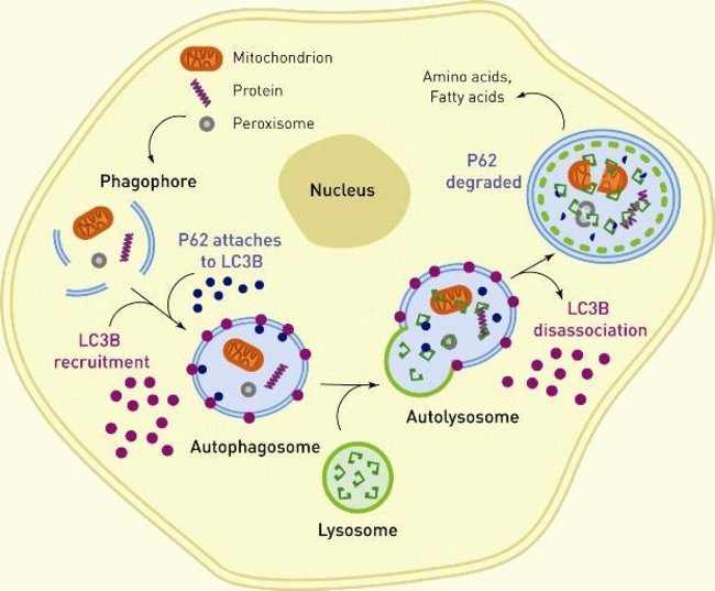 Premo™ Autophagy Sensor GFP-p62 Kit